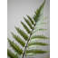 Faux Fern Plant in Pot-1069991427