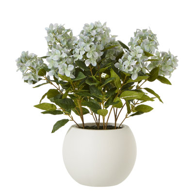 Medium Hydrangea Plant In Pot