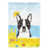 Boston-terrier