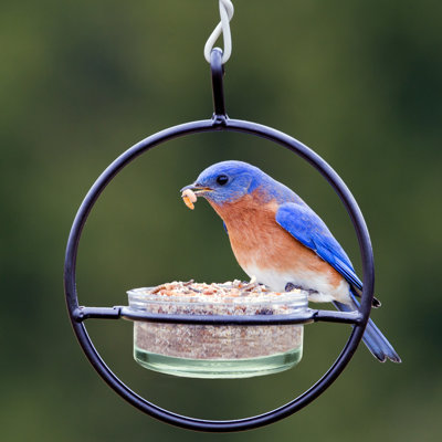 Diedra Hanging Tray Bird Feeder