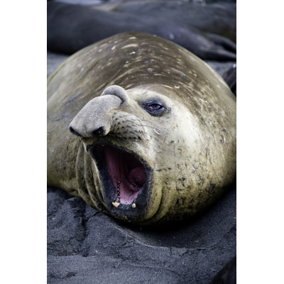 Elephant seal 108162228