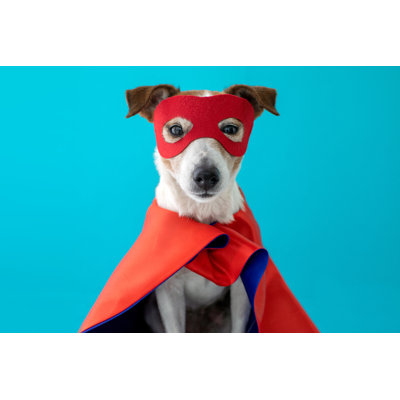 Dog Super Hero by Demkat - Wrapped Canvas Print
