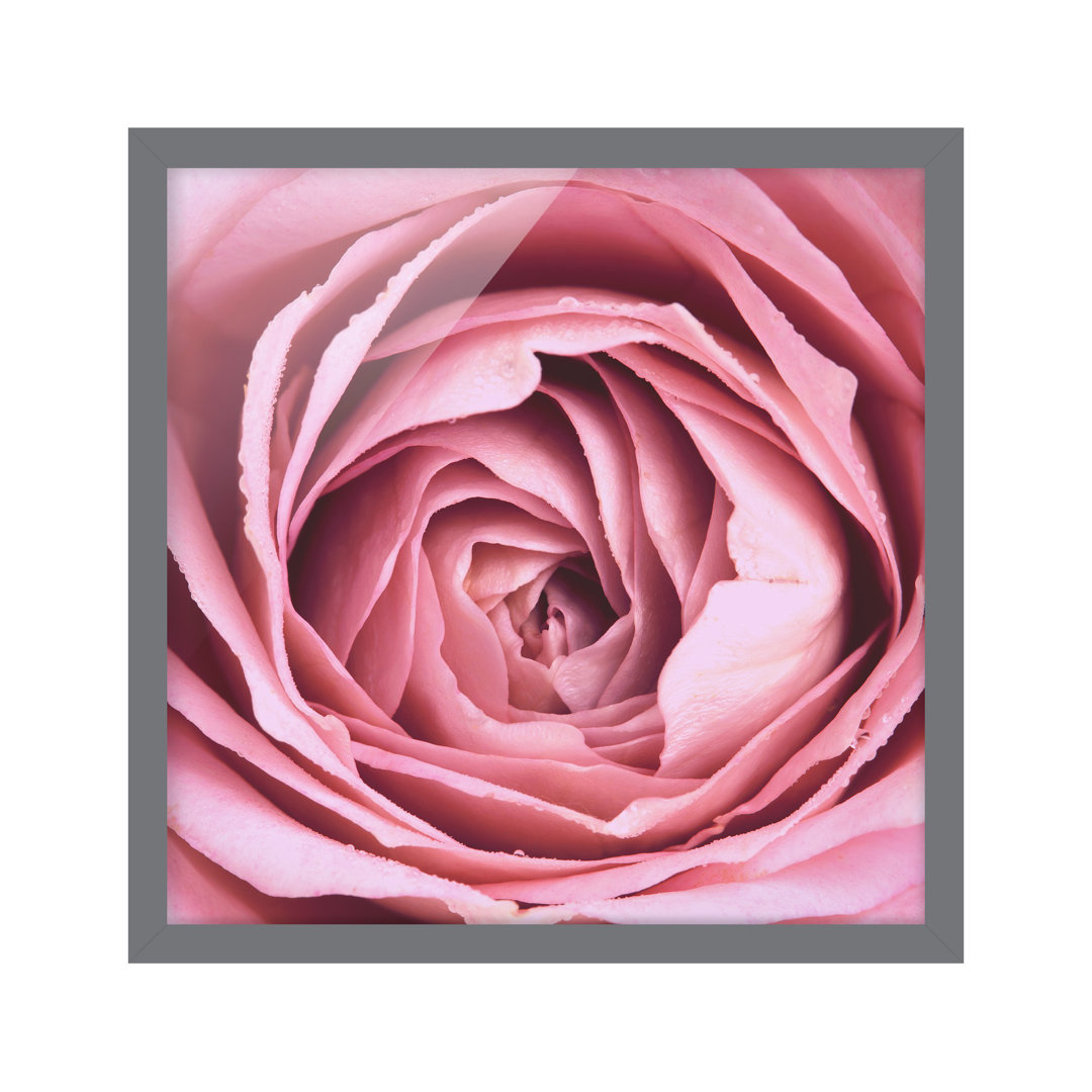 Gerahmtes Poster Pink Rose Flower