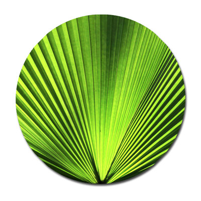 Green Palm Frond Print
