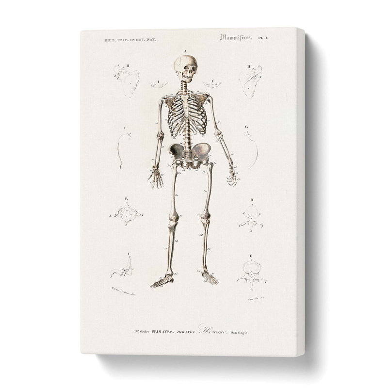 Human Skeleton by Charles D' Orbigny - Wrapped Canvas Print, 50.8 cm H x 35.6 cm W
