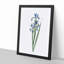 Blue Iris Flowers by Pierre-Joseph Redoute - Picture Frame Art Print-55545363-55545366