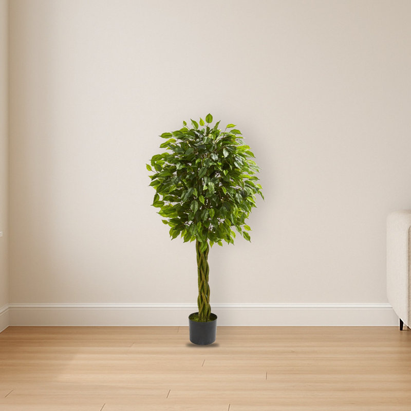 Ficus Tree with Braided Trunk