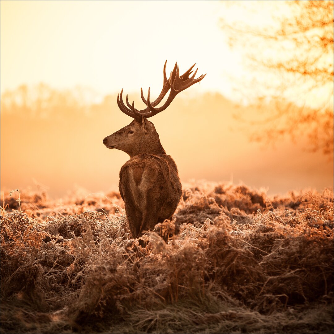 Glasbild Deer At Sunrise