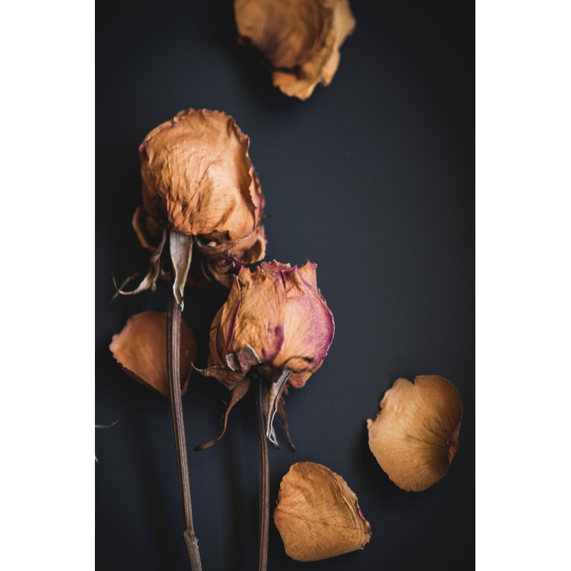 Wilted Dreams I - Wrapped Canvas Print, 46cm H x 30cm W x 3.8cm D