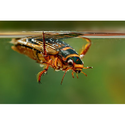 Coccinelle de plongée Fleeta