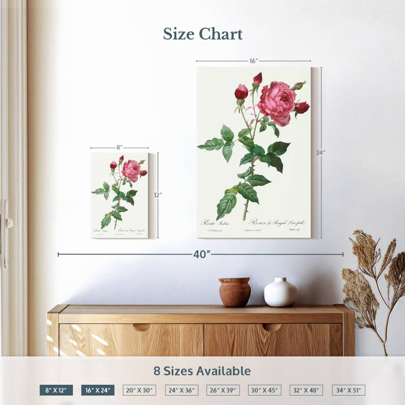 Provence Rose Rosa Indica de Les Roses, H 12 po x l 8 po