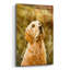 «Golden Dog» par John Silver-860373450
