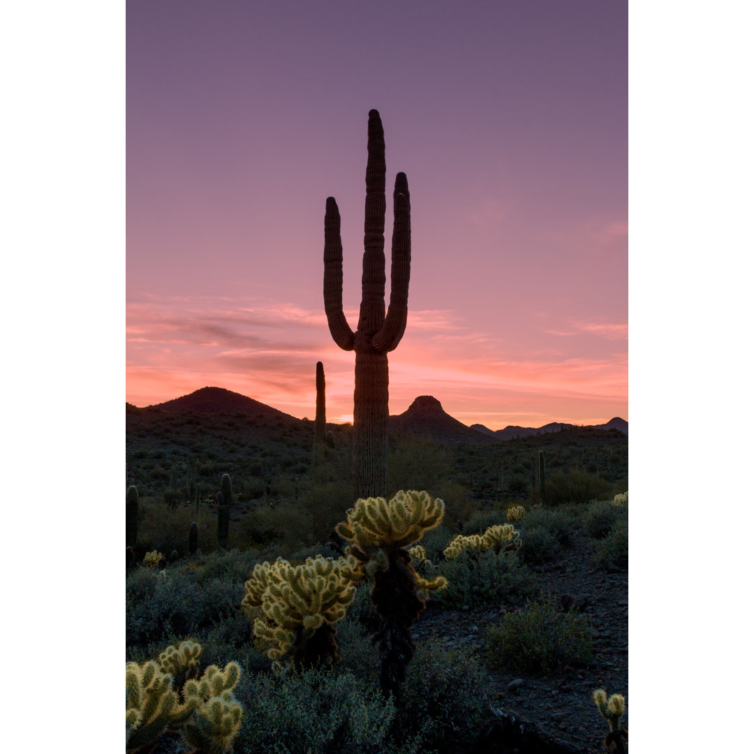 Arizona Desert Sunset - Leinwandfoto