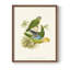 «Lime & Cerulean Parrots I», reproduction encadrée - bois massif-1162447005-1162446995