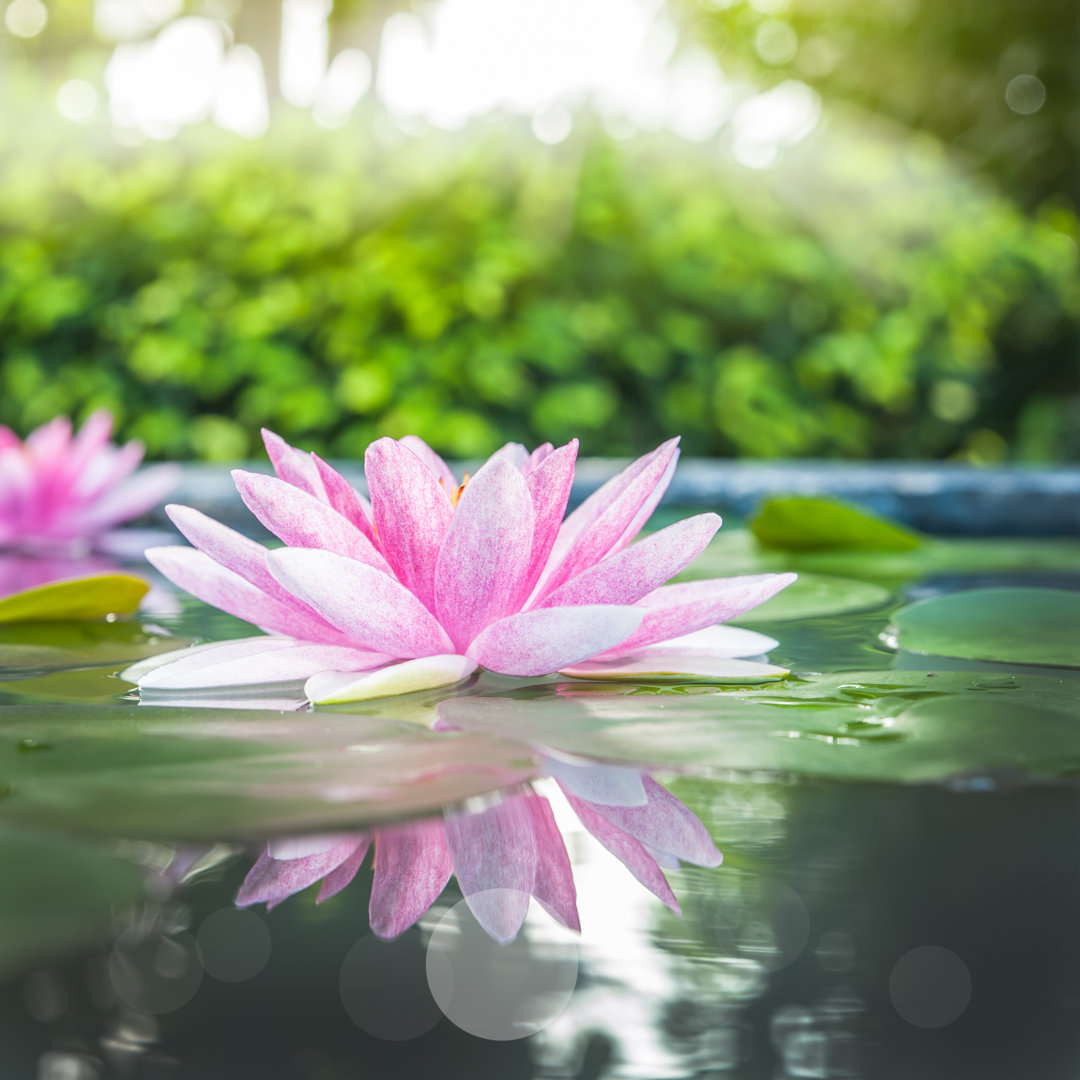 Beautiful Pink Lotus von Stnazkul - Leinwandfoto