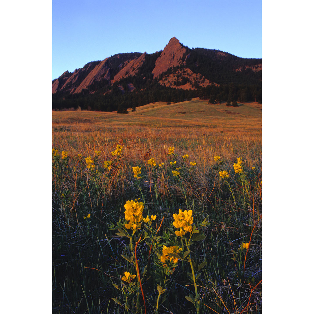 Bergwildblumenwiese bei Sonnenaufgang