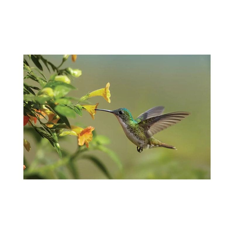 Andean Emerald Hummingbird Feeding On A Yellow Flower, Ecuador by Tim Fitzharris - Wrapped Canvas Print