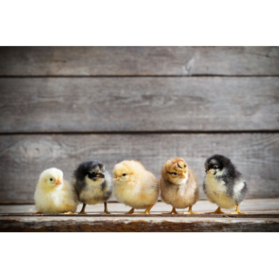 Little Kid Chick - Photographie sur toile tendue