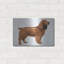 «Cocker Spaniel» par Harro Maass-1904231842