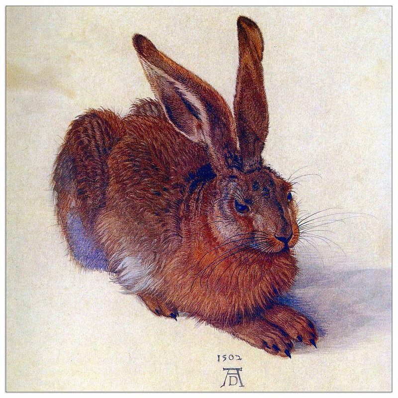 Albrecht Dürer - Wrapped Canvas Print