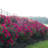 1 Gal. Red Double Knock Out Rose