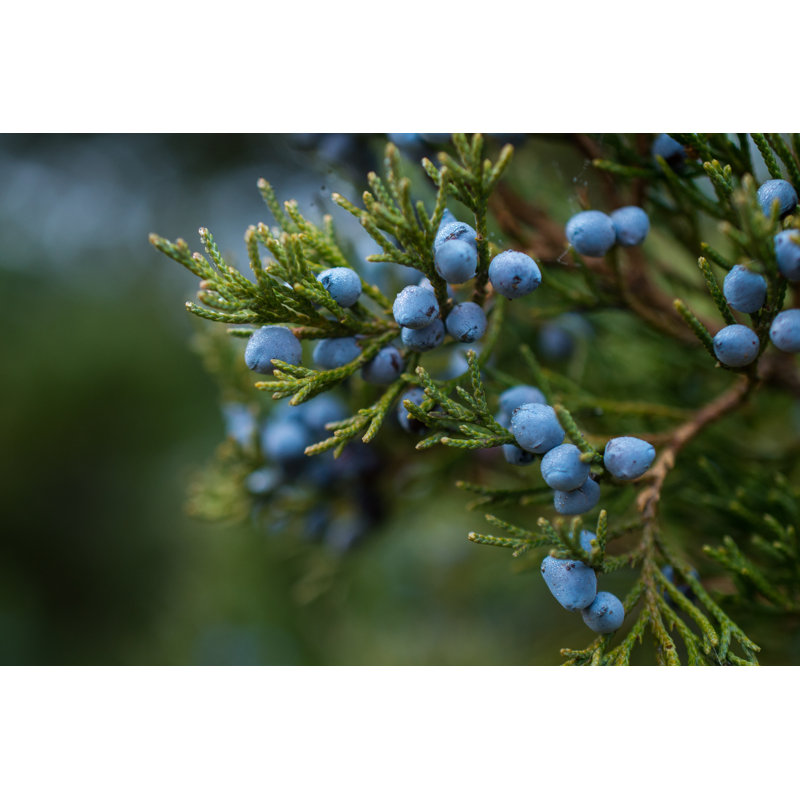Marylene " Juniper ", 8" H x 12" W x 1.25" D