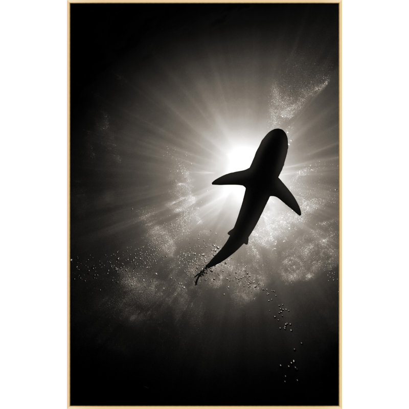Calm Shark 2 by Mat Sanders