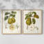 Vintage Pears III - reproduction encadrée de qualité supérieure - prête à être accrochée - aucun clou requis - aucun clou requis-1842367161-1842367163