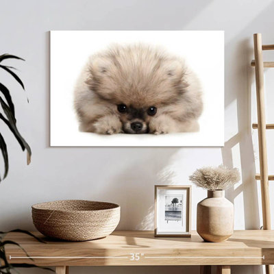 Brampt Pomeranian Acting Cute