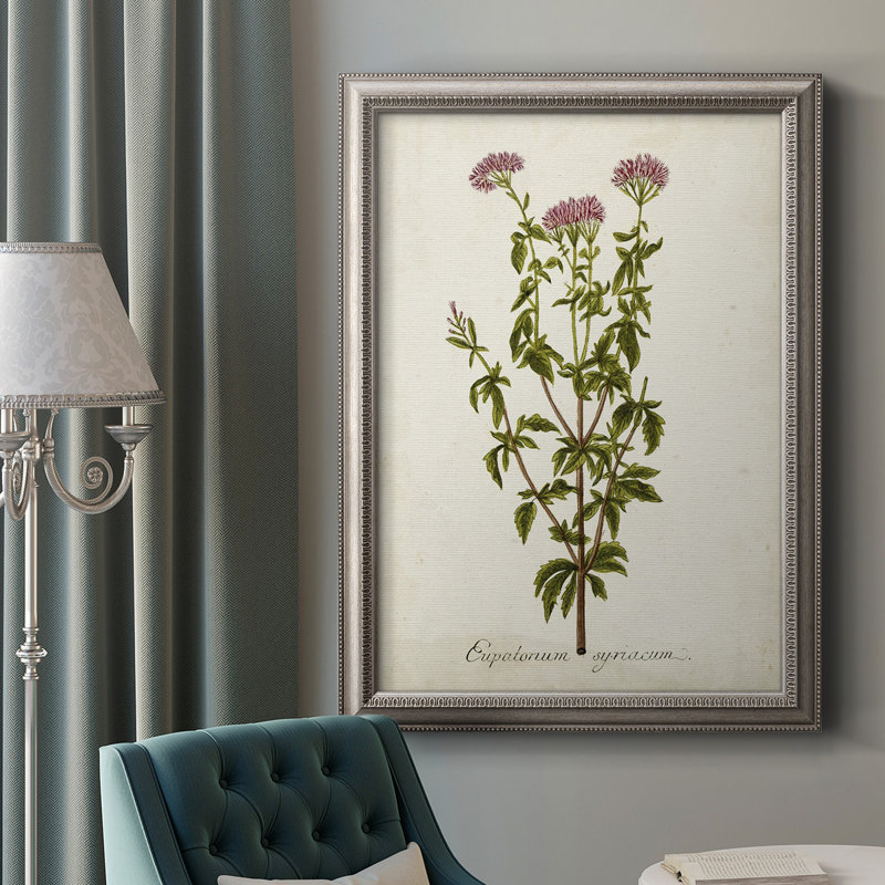 Antique Herb Botanical I - reproduction d'art sur toile encadrée, H 20 po x l 16 po x P 2,5 po