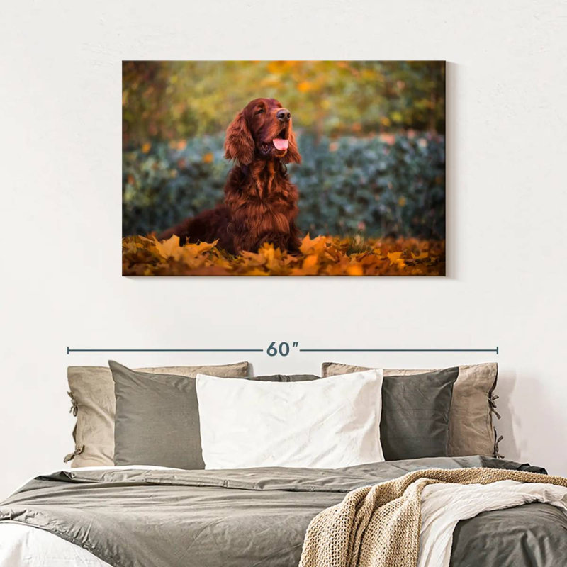 Crowle Setter irlandais en automne