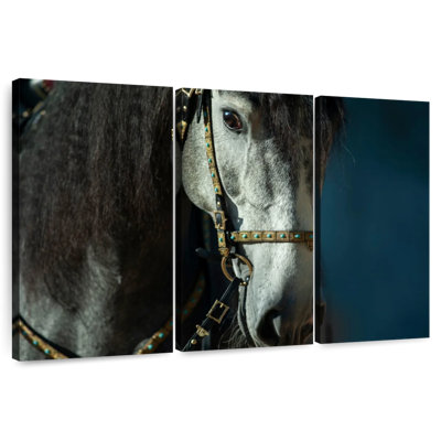 Cheval andalou bridé Brampt
