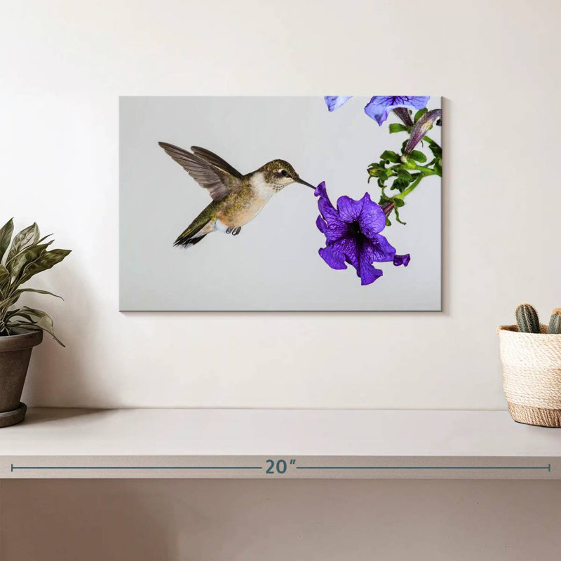 Colibri fleur mauve Brampt