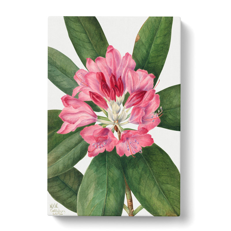 Mountain Rose Bay by Mary Vaux Walcott - Wrapped Canvas Painting, 50cm H x 35cm W x 3cm D