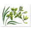 Fleurs d'orchidées vertes - peinture sur toile-59815266-59815267