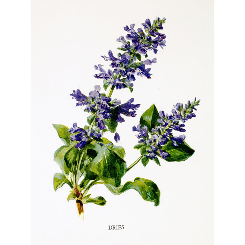 Aquarelle, art floral sur toile