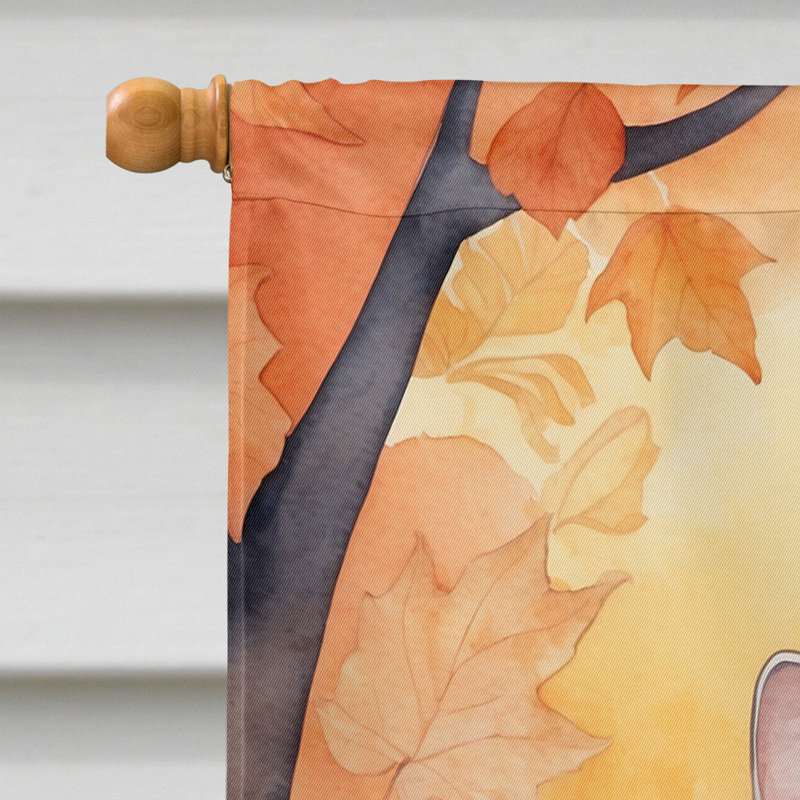 Chat en feuilles d'automne, European Shorthair
