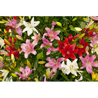 Asiatic Lilies Flower - Wrapped Canvas Print
