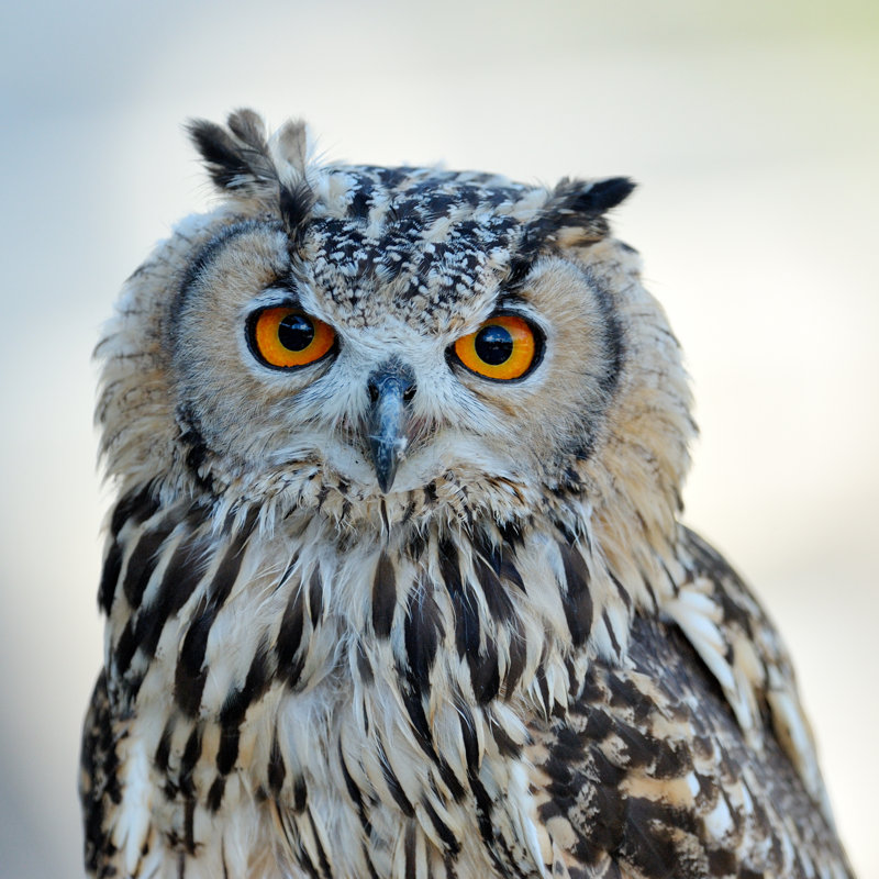 Portrait de hibou par Bereta, H 12 po x l 12 po