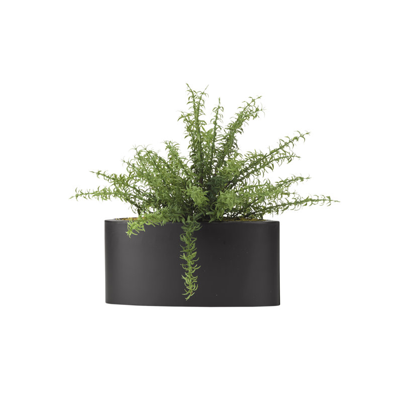 Plante rosemary en pot de fleurs