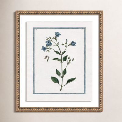 Colombe "Shabby Elegance Botanical II" Print