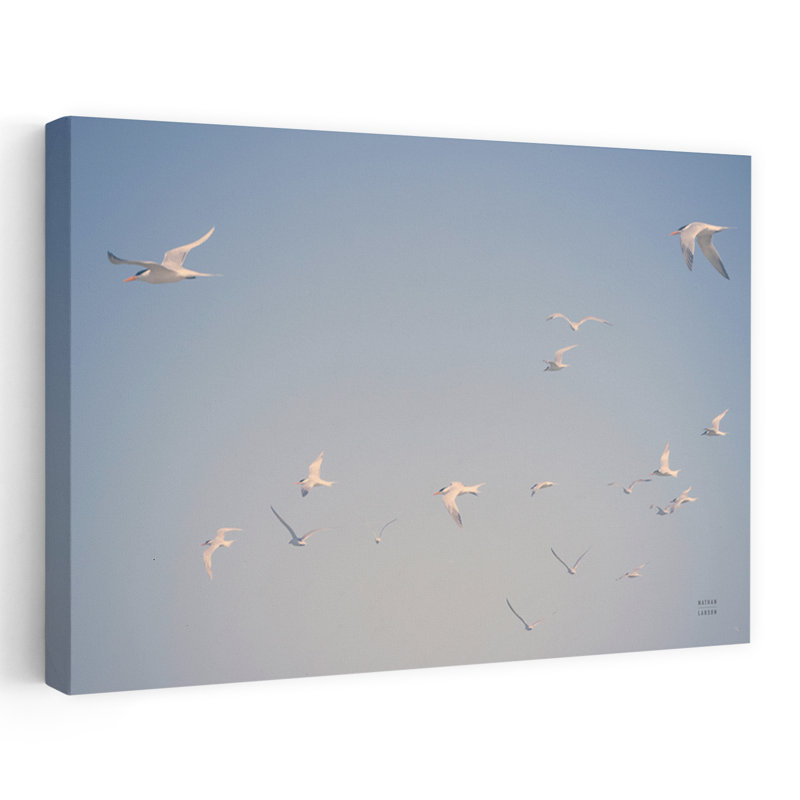 Georgia Seagulls I Coastal Animal Blue Blue Skie Bird Coastal, H 36 po x l 24 po