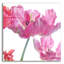«Parrot Tulips» par Judy Stalus-681735447