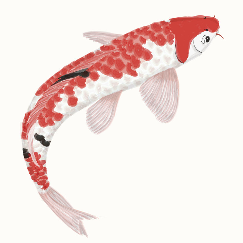 Koi Rainbow Carp - peinture sur toile tendue, L 12 po x H 12 po