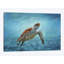 «Sea Turtle», impression sur toile-33109797-71538844