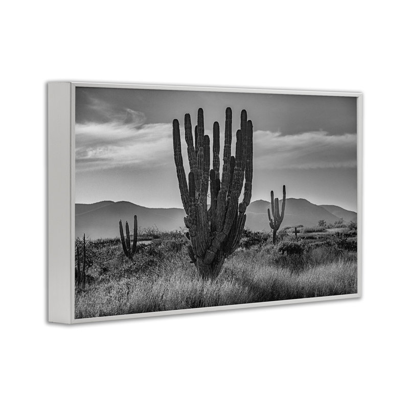 Cactus coucher de soleil en giclée encadrée monochrome, design par Norm Stelfox, H 12 po x l 18 po