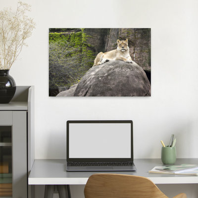 African Lion In Lincoln Park Zoo, Lincoln Park, Chicago, Illinois, Usa Contemporary Architecture Wall Art