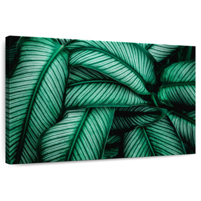 Harnek vert Calathea feuilles