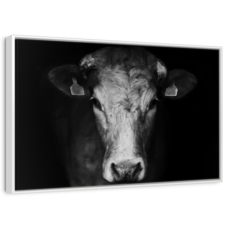 Pondering Cow, Floating Frame White, 19" X 13"