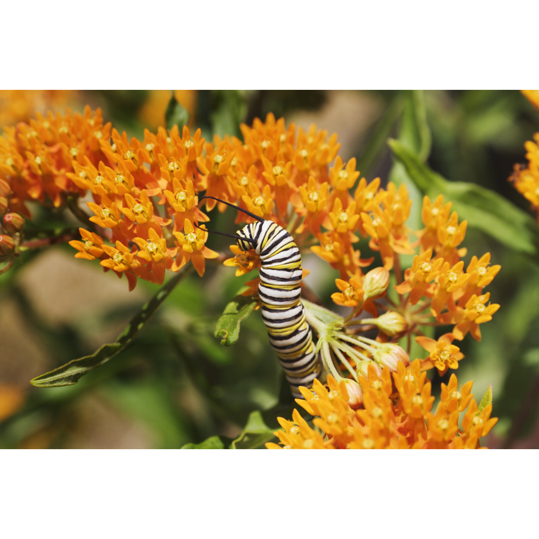 Monarch Caterpillar von YinYang - Druck